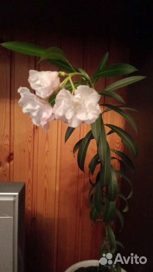 Комнатные цветы Олеандр