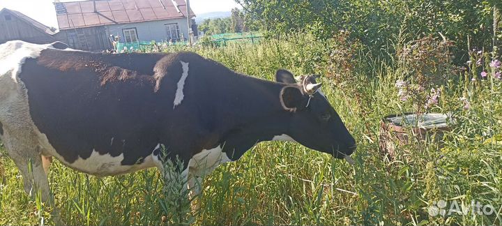 Продам дойную корову