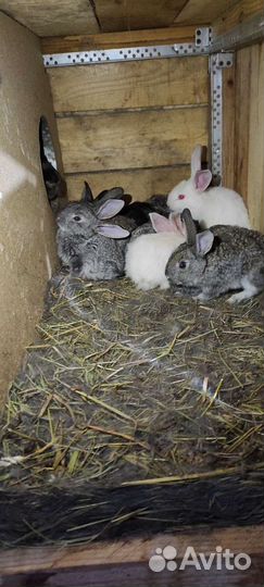 Кролики в наличии месячные