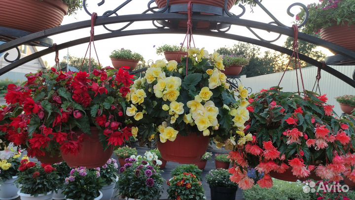 Бегония ампельная беликония