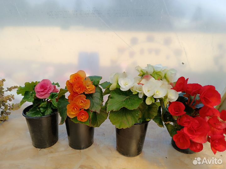 Бегония элатиор