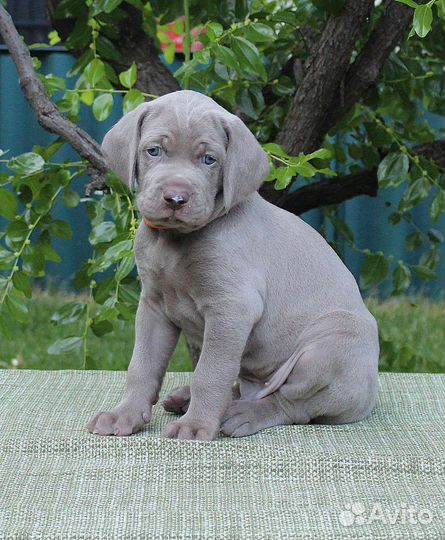 Щенки веймаранера