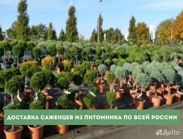 Саженцы сибирского кедра