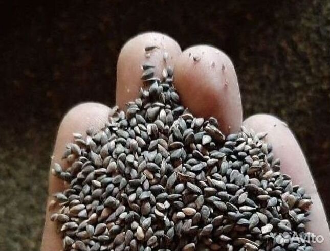 Семена / Сосна обыкновенная