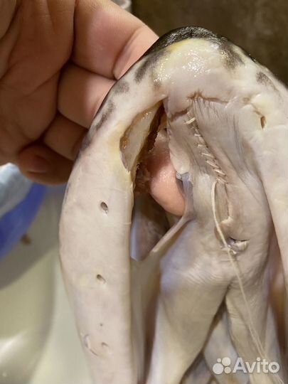 Изготовление чучела Щуки