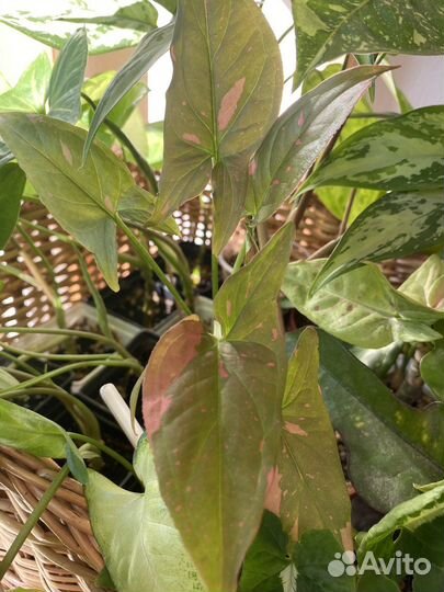 Сингониумы сортовые