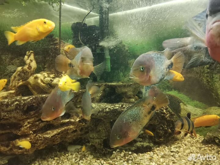 Въеха радужная - Аквариумные рыбки