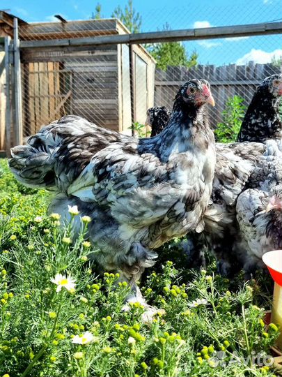 Брама и карликовые кохинхины семьи куры петухи