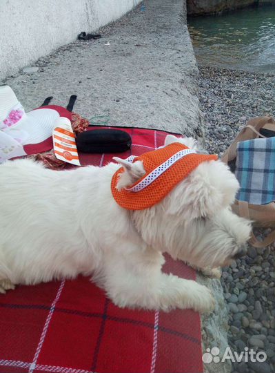 Передержка на дому