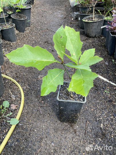 Дуб красный из питомника