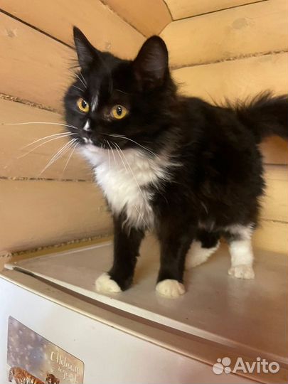 Бусинка маркизная кошечка