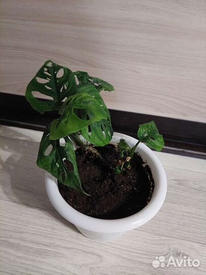 Продам Диффенбахию, Монстеру, Аглоанему