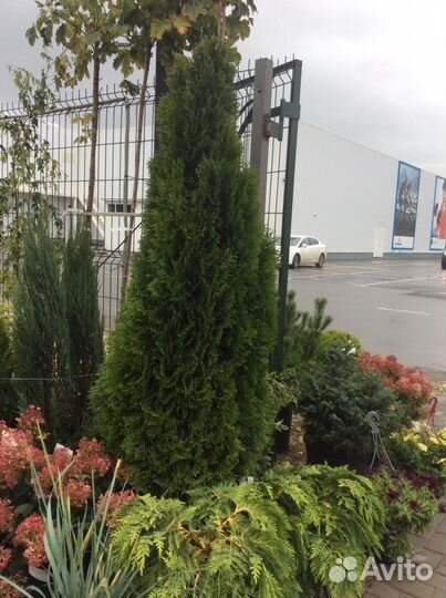 Продается туя западная Смарагд
