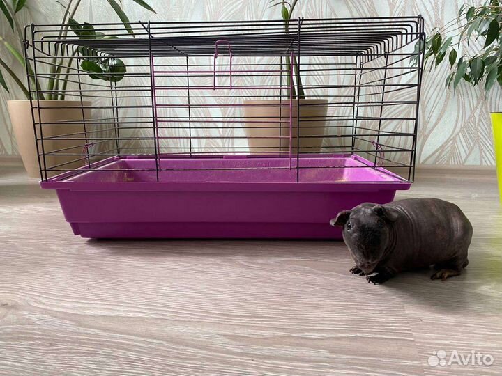 Морская свинка скинни