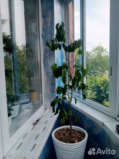 Листья Бога,лимон,дерево любви и тд