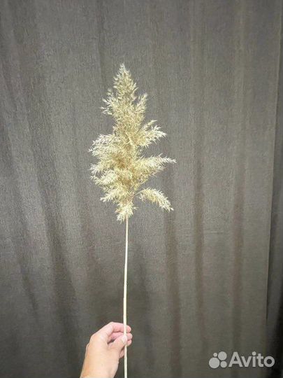 Сухоцвет для декора, флористики