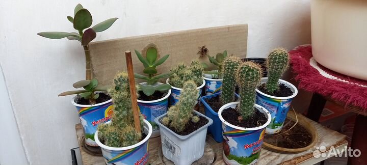 Комнатные растения цветы бесплатно