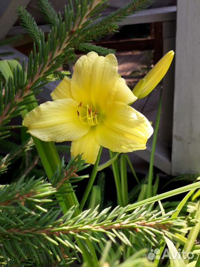 Лилейник желтый