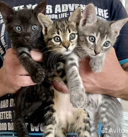 Котята бесплатно