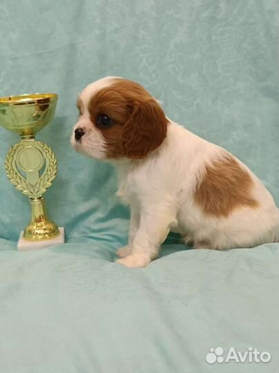 Кавалер Кинг чарльз спаниель мальчик