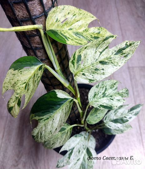 Эпипремнумы/сциндапсусы