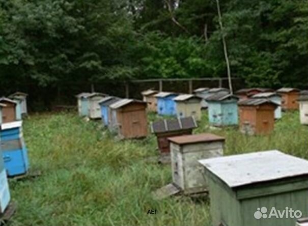 Мёд 2024 года натуральный опт