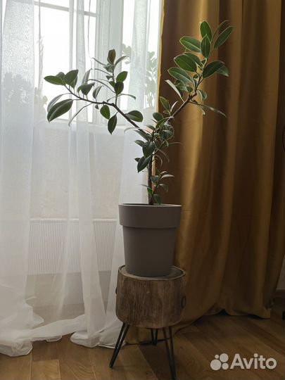 Фикус эластика / робуста