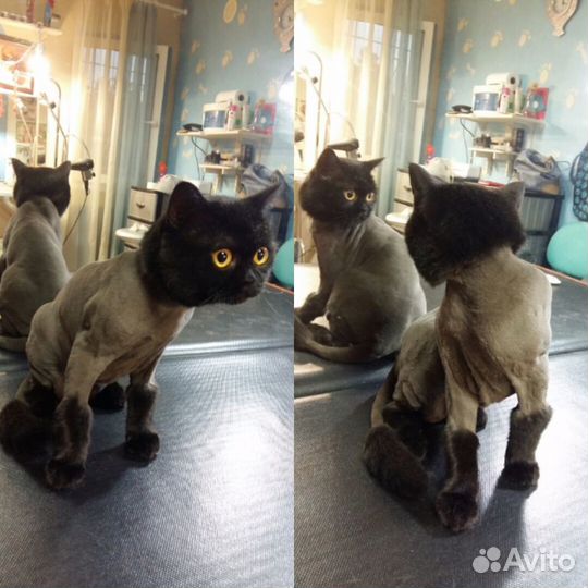 Стрижка собак и кошек