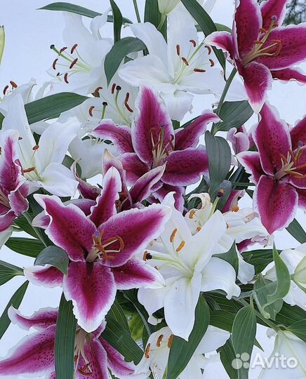 Лилии цветы