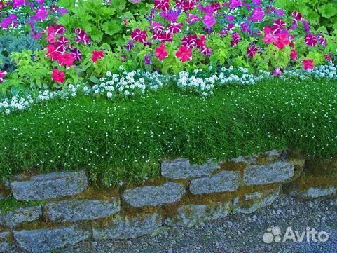 Цветущий Вечнозелёный Газон - Мшанка - Аlena park