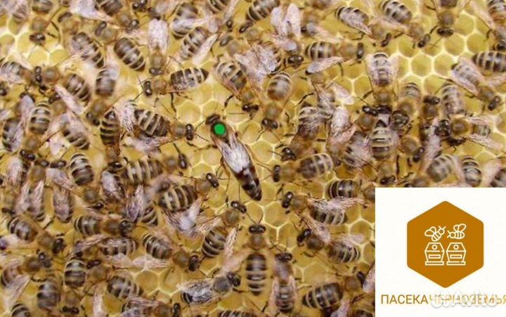 Карника пчелопакеты 2025