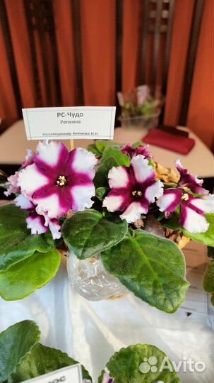 Детки сортовых фиалок