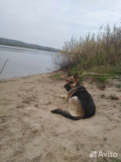 Щенки немецкой овчарки продам