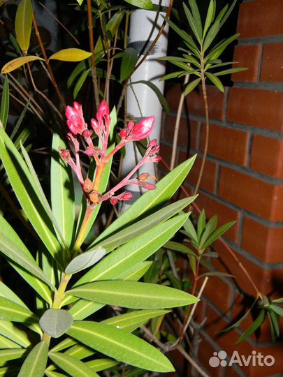 Олеандр розовый