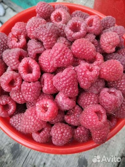 Саженцы малины