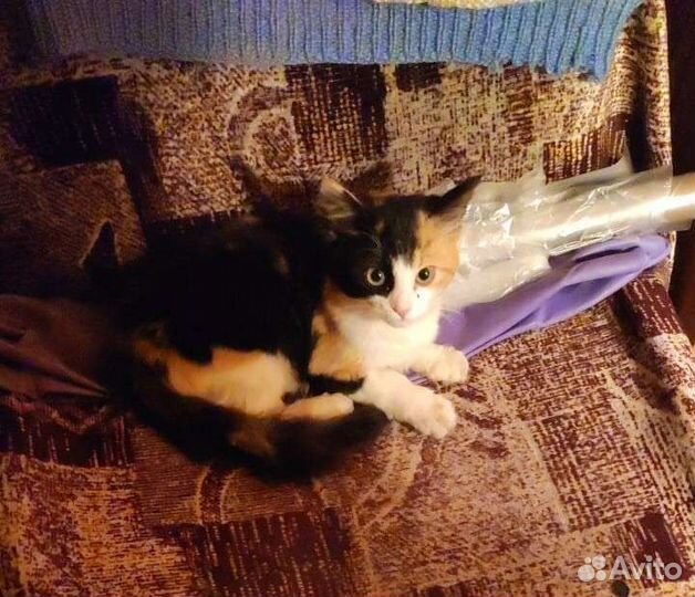 Котенок в добрые руки