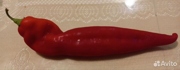 Рассада овощей