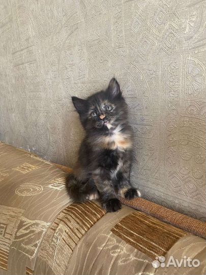 Котята :Турецкая ангора+Курильский бобтейл