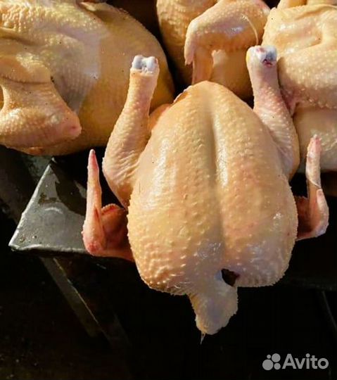 Куры охажденные халяль опт 100шт