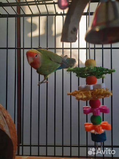 Попугай неразлучники с клеткой