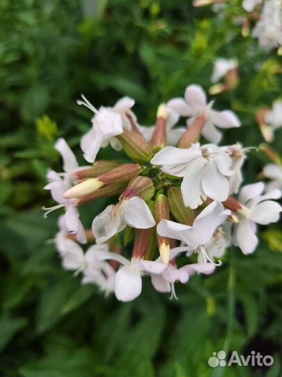 Мыльнянка лекарственная