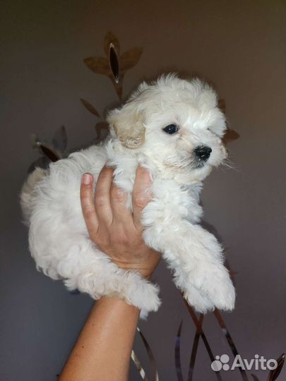 Щенки мальтипу и пуделя