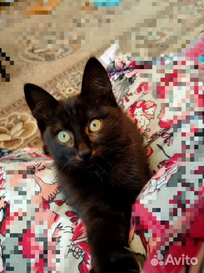 Кошечка Бусинка