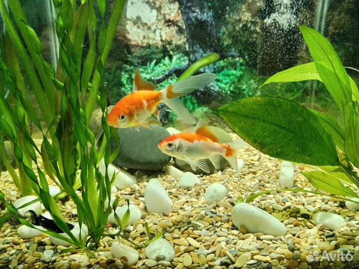 Аквариум куб 60л с рыбками