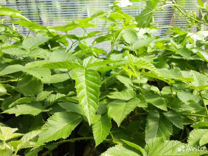 Саженцы ежевики карака блэк