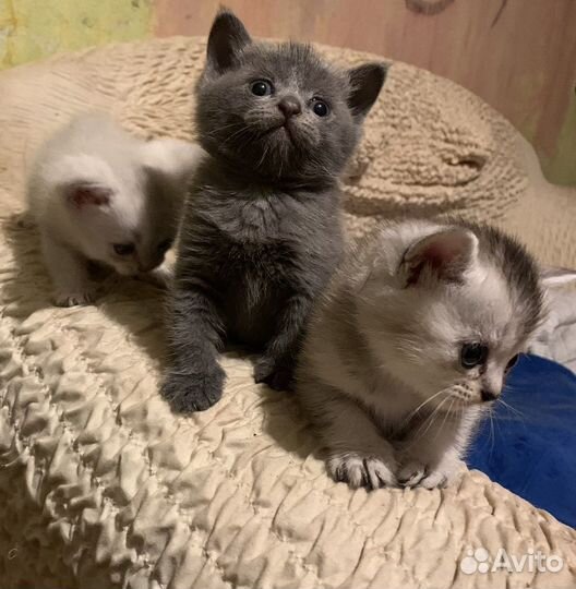Котята