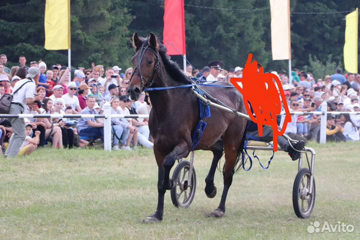 Лошадь русский рысак