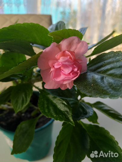 Бальзамин махровый