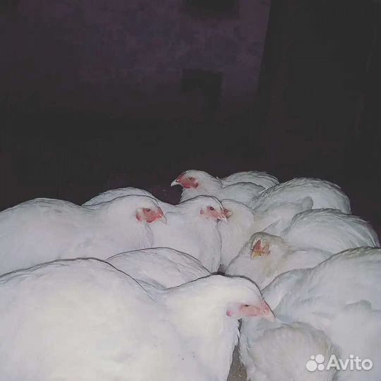 Инкубационное яйцо
