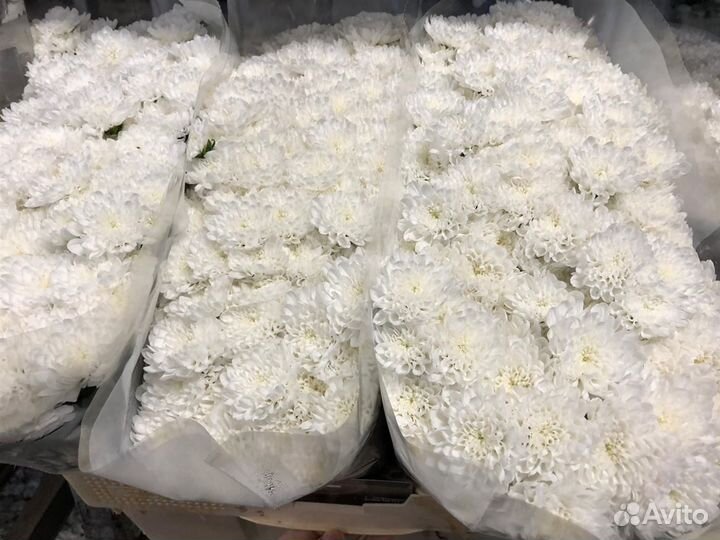 Хризантемы оптом от 15шт. 25,51,101 хризантема опт